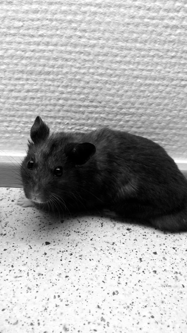 Hamster Sootii *Sofus*  billede 9