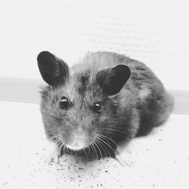 Hamster Sootii *Sofus*  billede 10