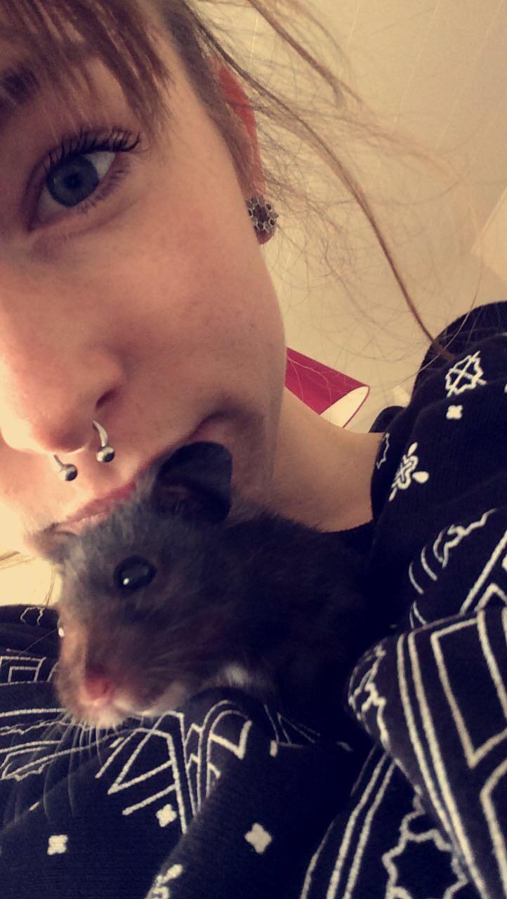 Hamster Sootii *Sofus*  billede 11