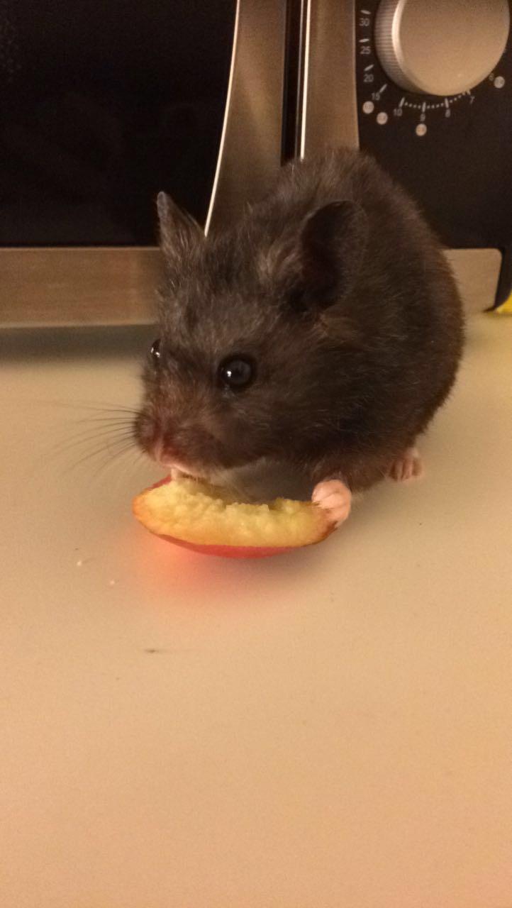 Hamster Sootii *Sofus*  billede 13