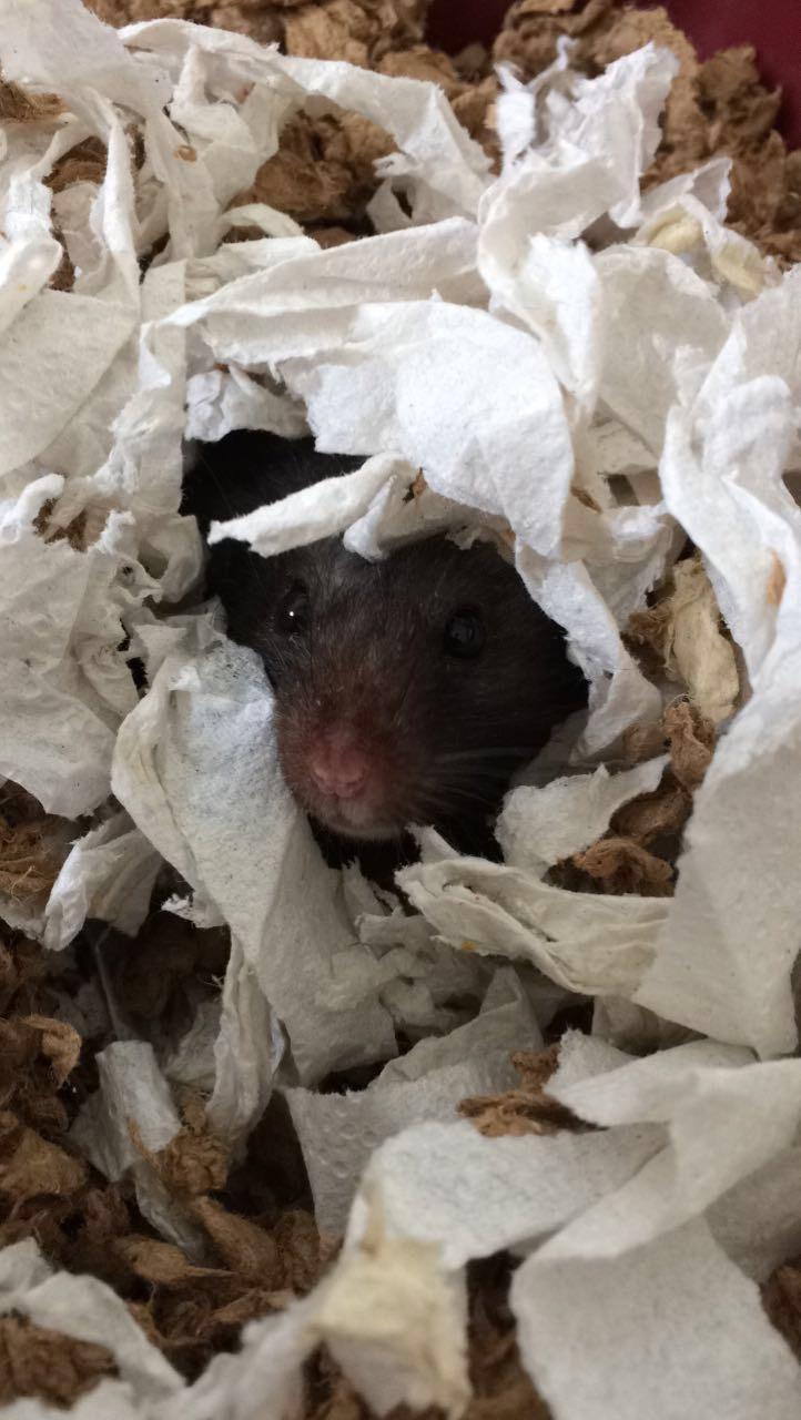 Hamster Sootii *Sofus*  billede 14