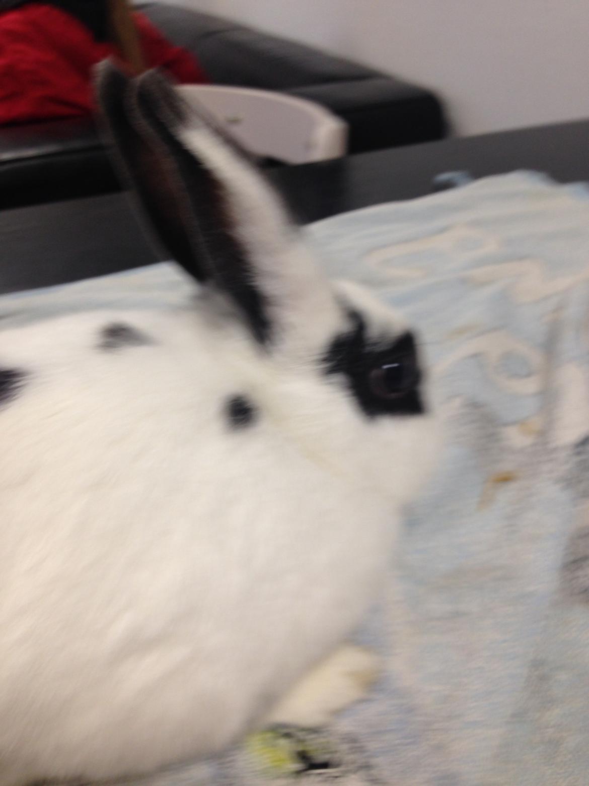 Kanin Stald Lundegaards oreo billede 27