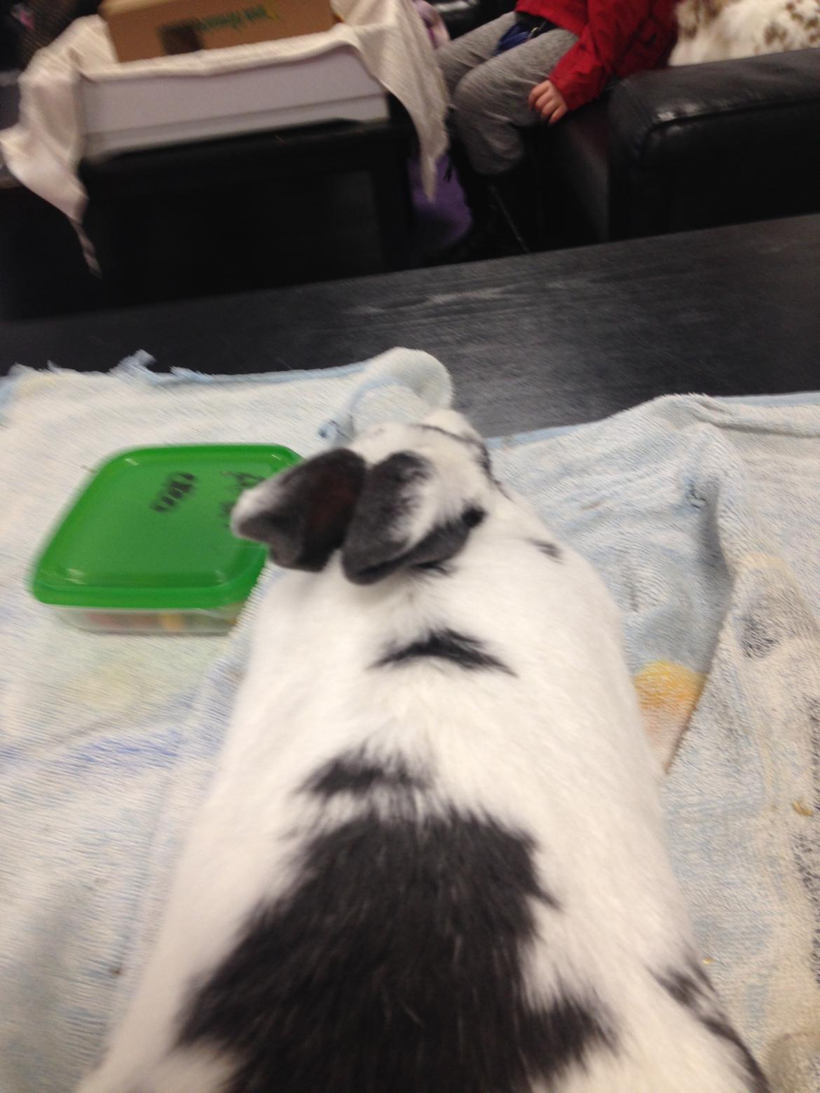 Kanin Stald Lundegaards oreo billede 28