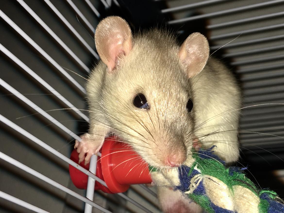 Tamrotte Draco billede 1