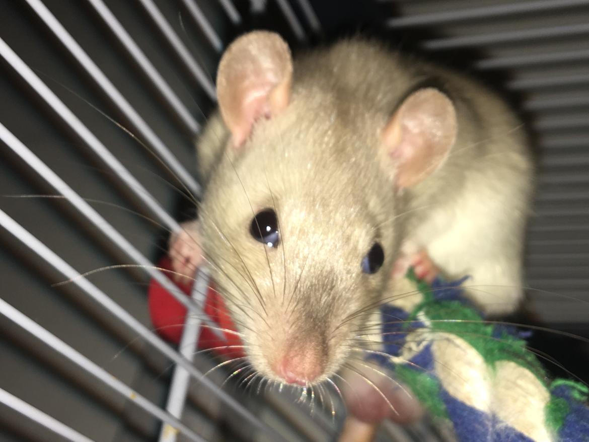 Tamrotte Draco billede 2