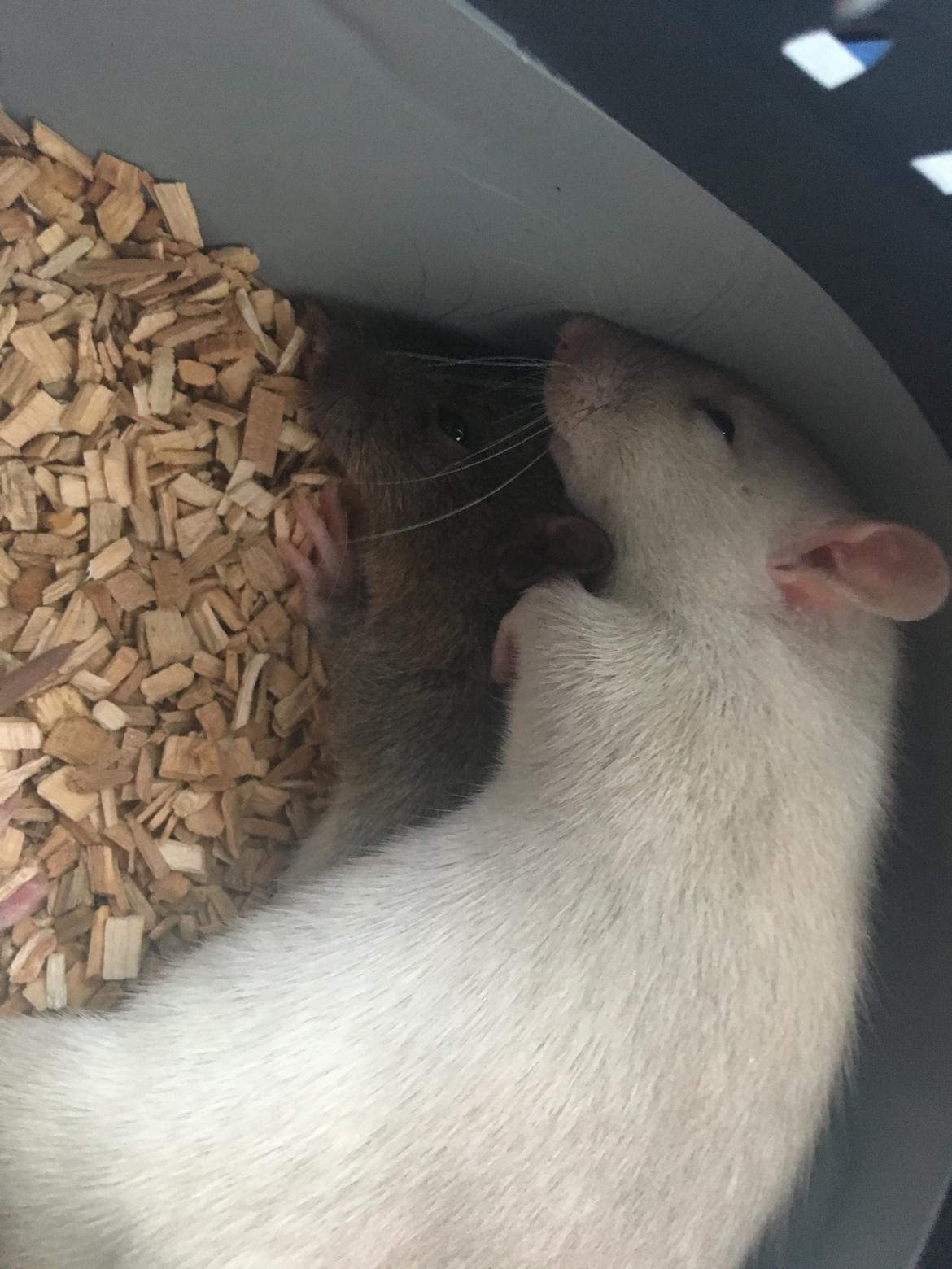 Tamrotte Draco billede 6