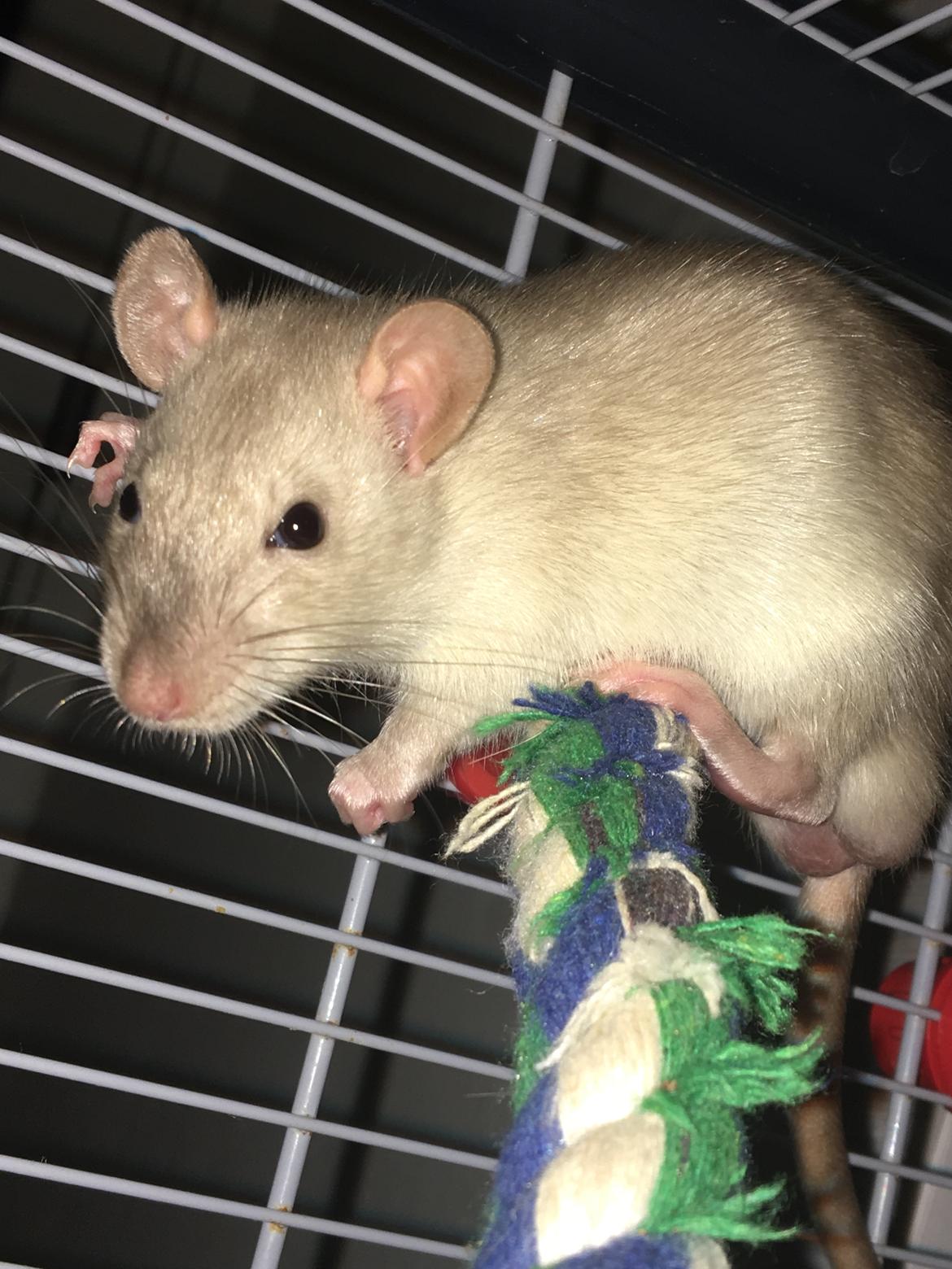 Tamrotte Draco billede 4