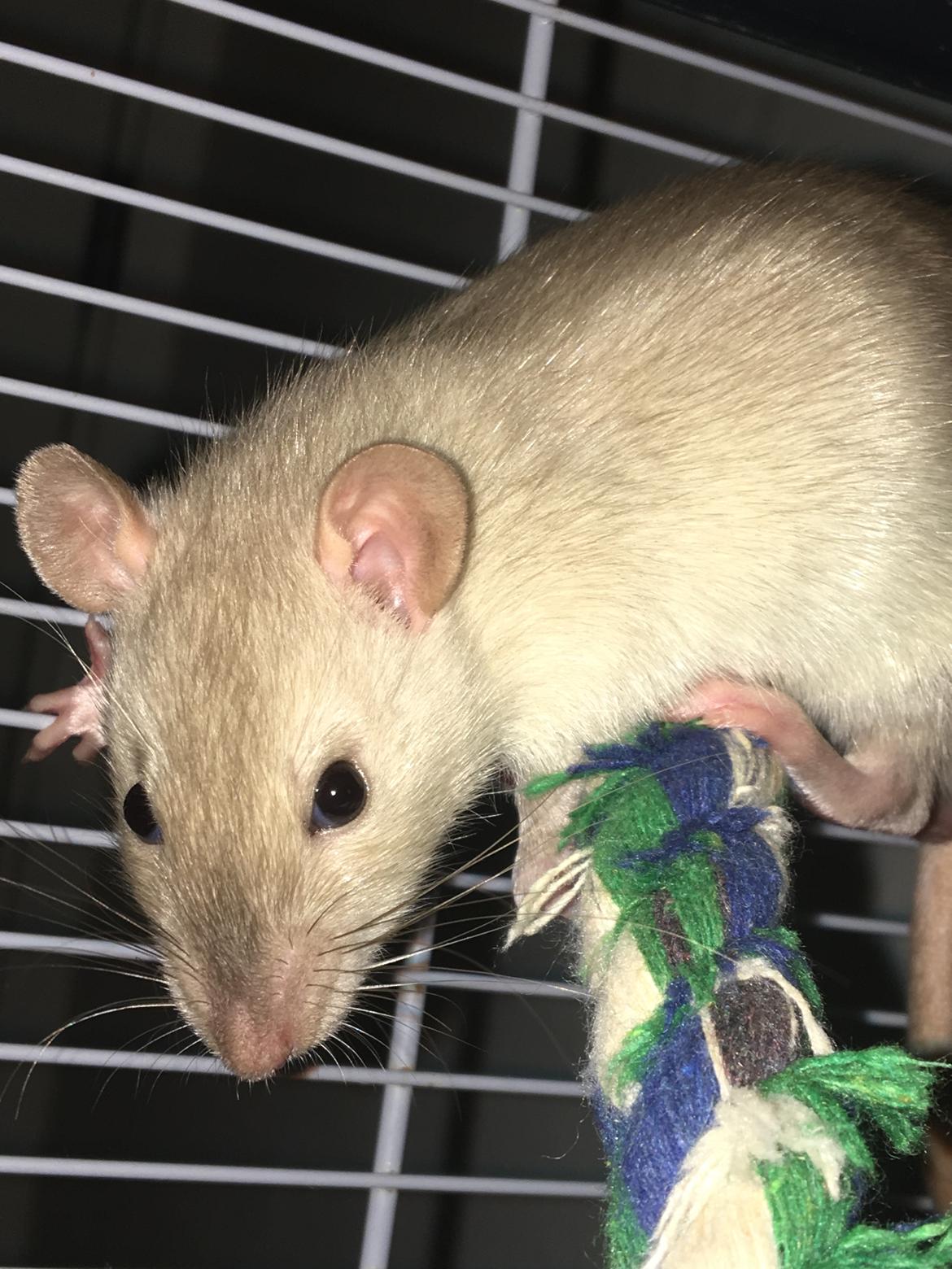 Tamrotte Draco billede 3