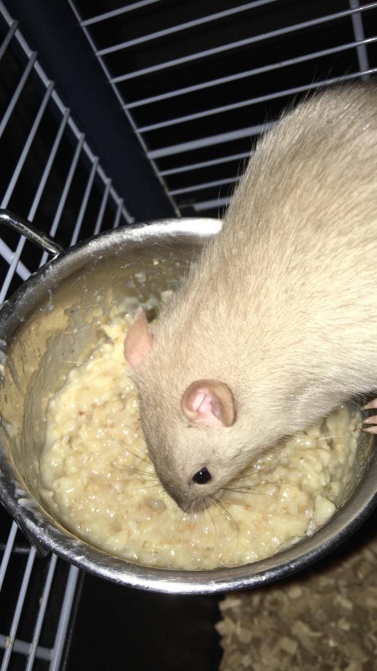 Tamrotte Draco billede 8