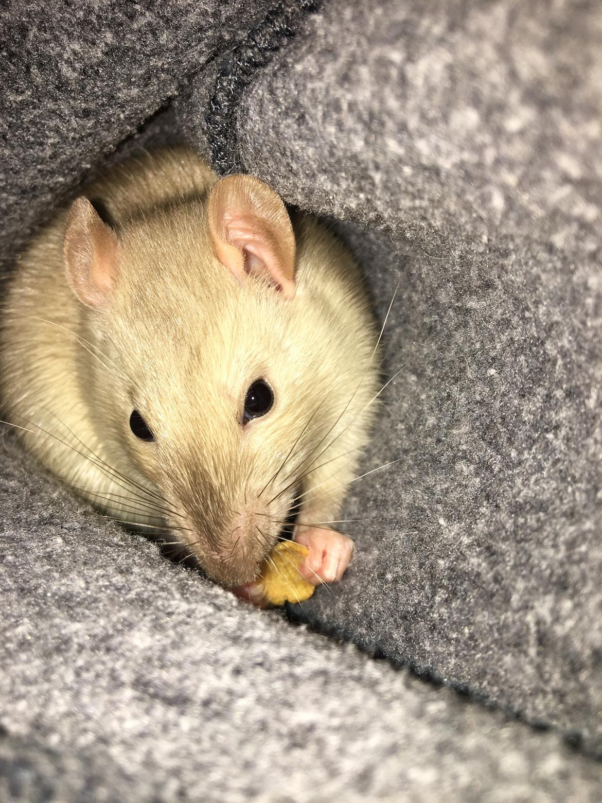 Tamrotte Draco billede 10