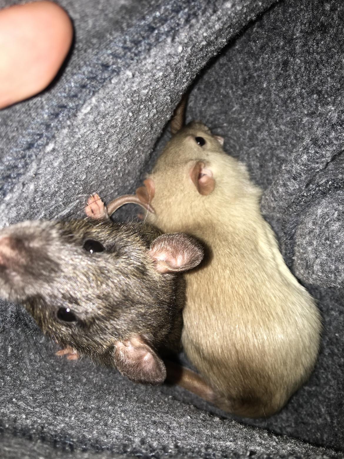 Tamrotte Draco billede 11