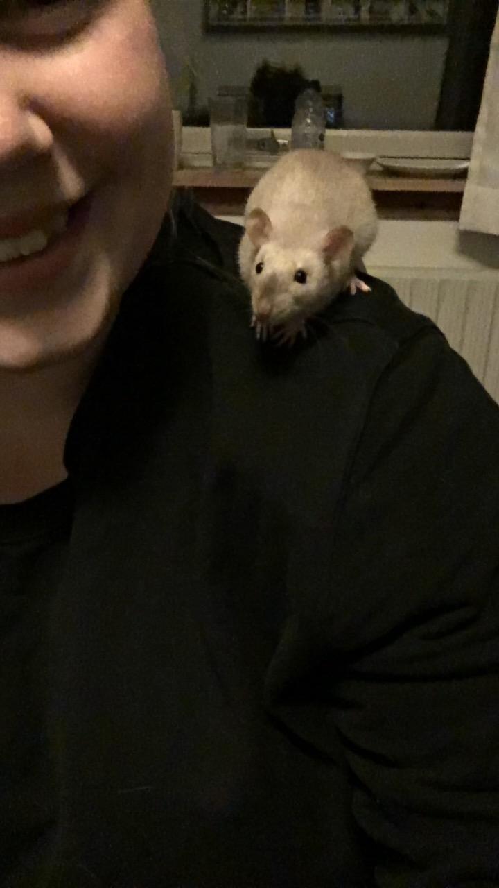 Tamrotte Draco billede 12