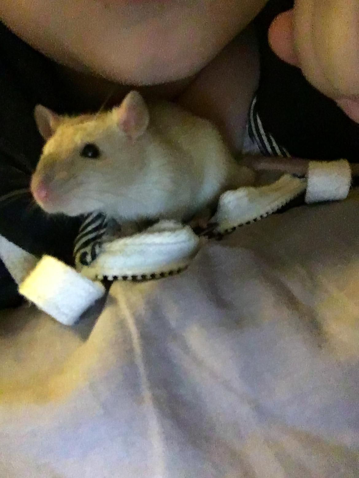 Tamrotte Draco billede 13