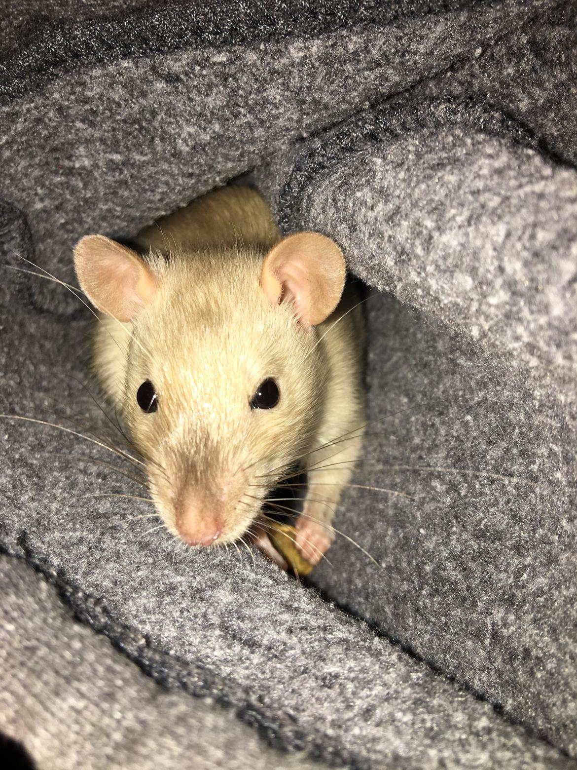 Tamrotte Draco billede 9