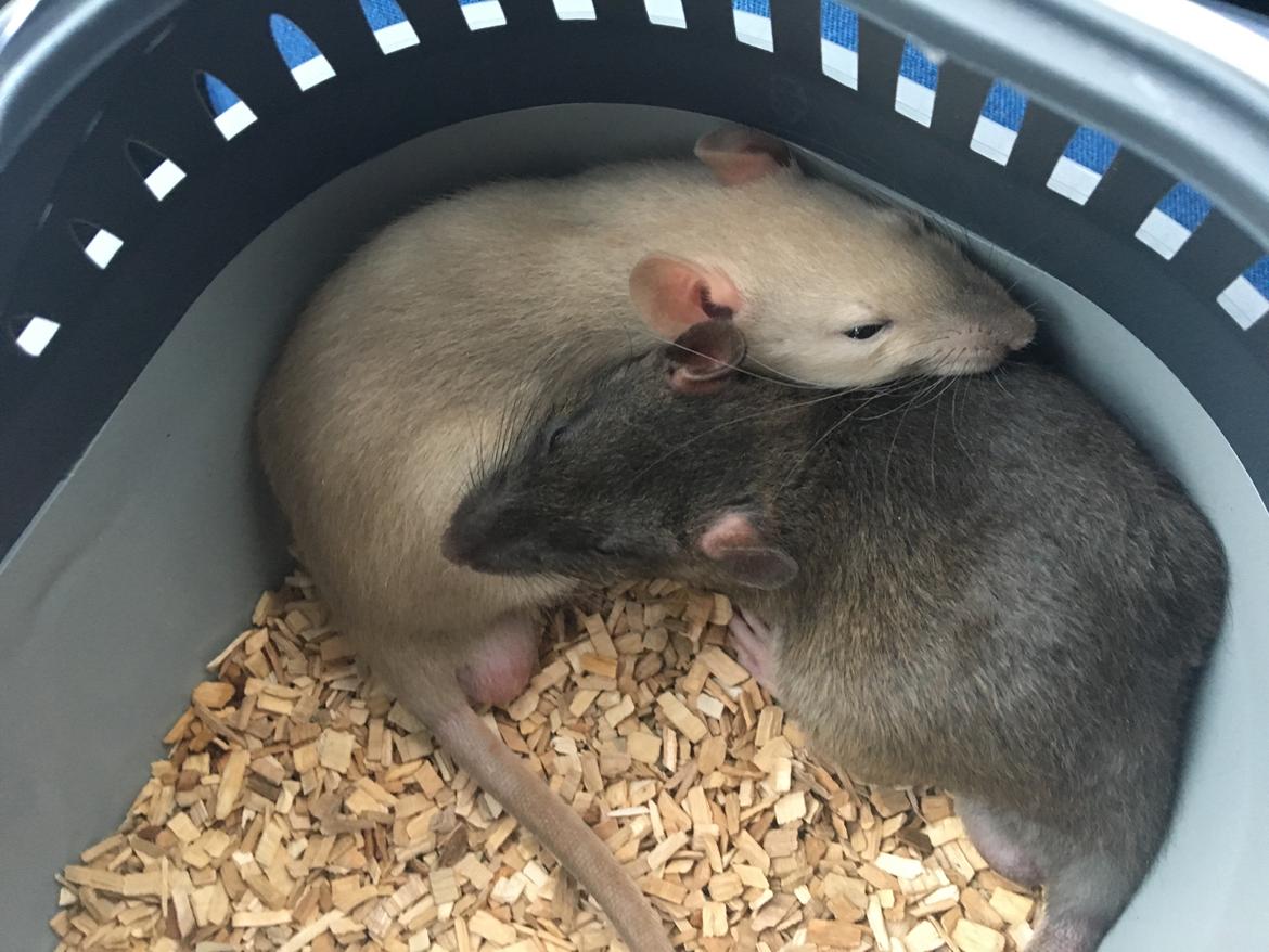 Tamrotte Harry  billede 7