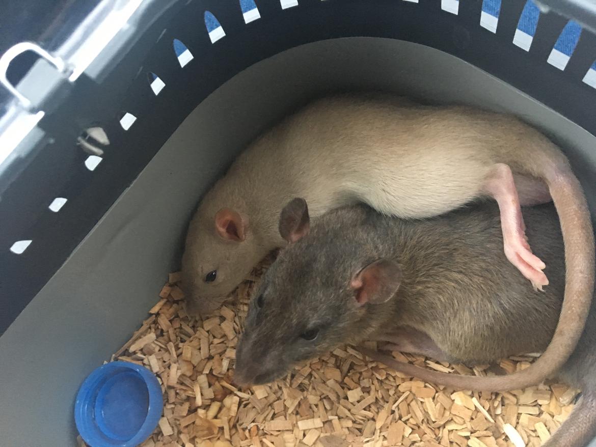 Tamrotte Harry  billede 9