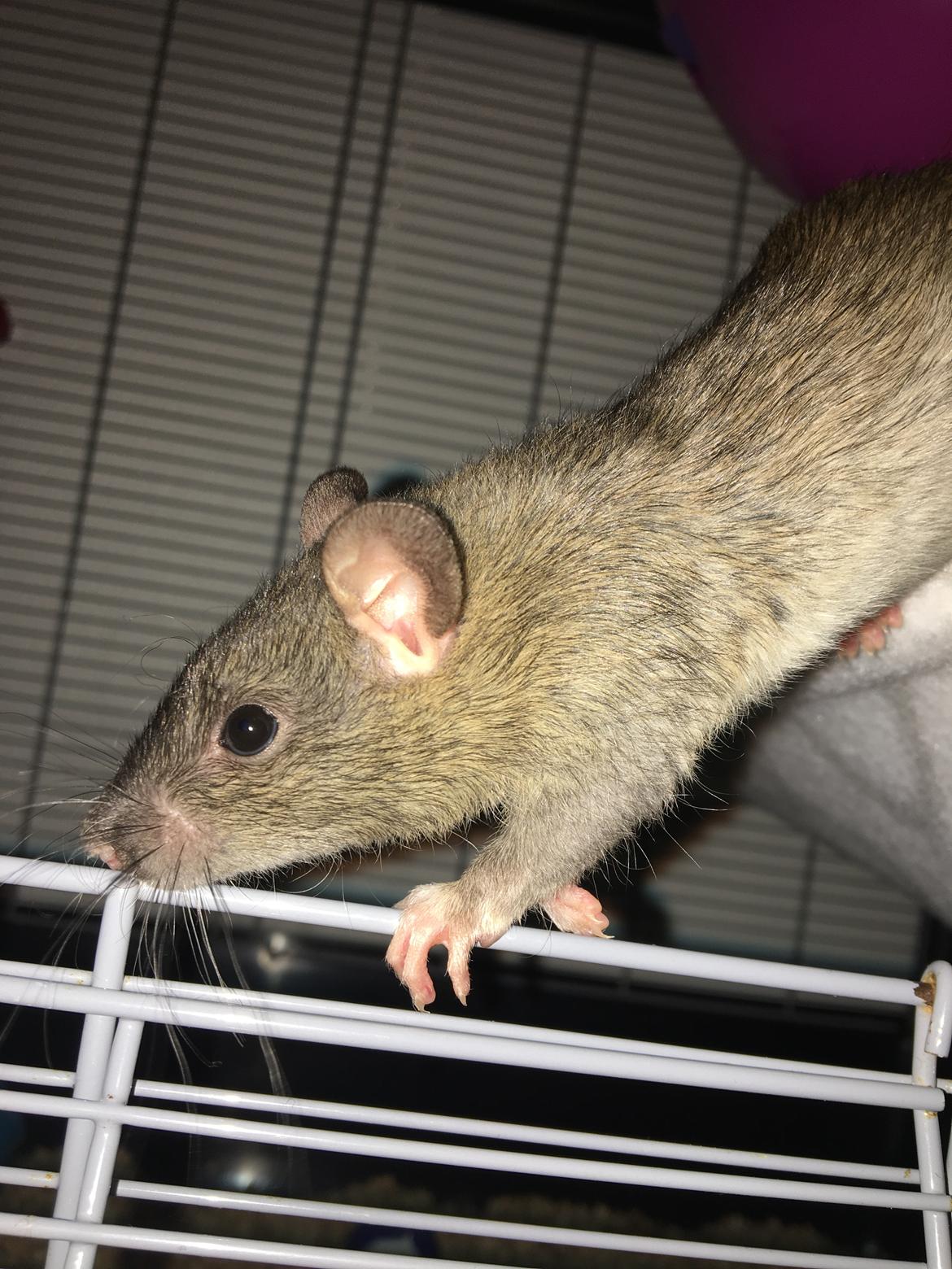 Tamrotte Harry  billede 1