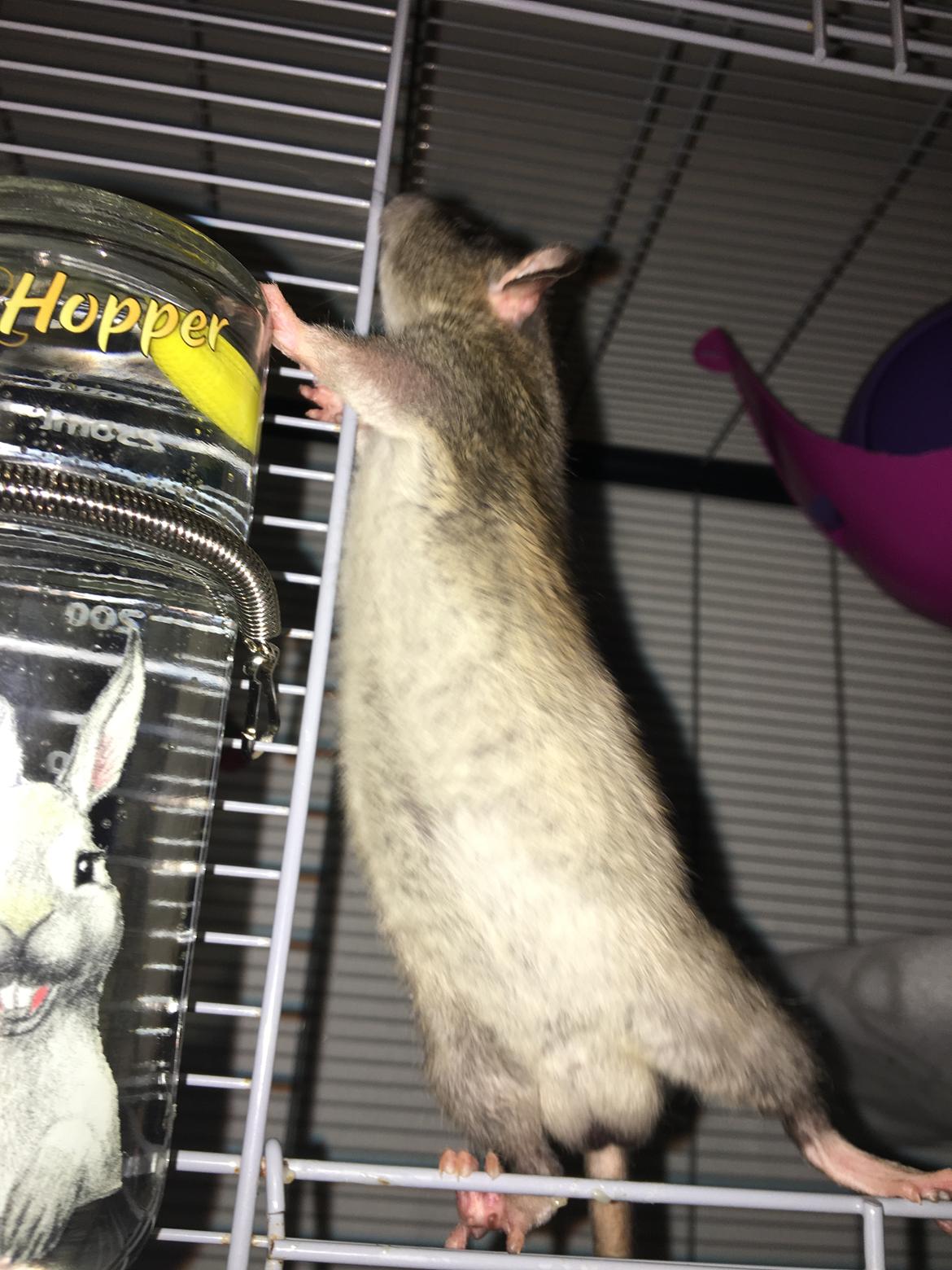 Tamrotte Harry  billede 2