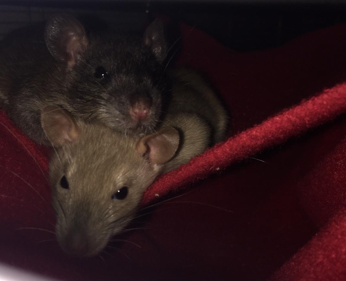 Tamrotte Harry  billede 6