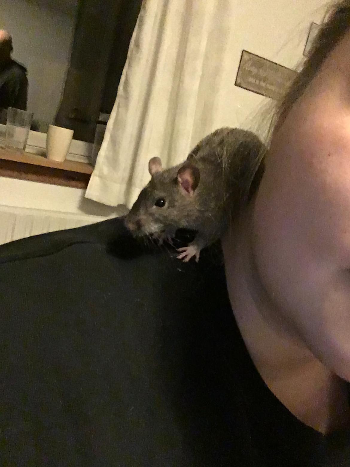 Tamrotte Harry  billede 5