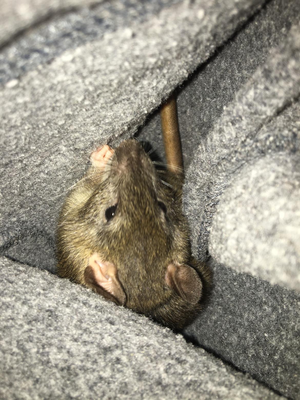 Tamrotte Harry  billede 3