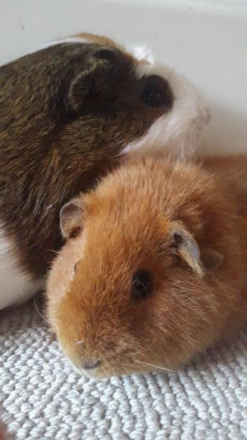 Marsvin Ron(ald) Weasley billede 4