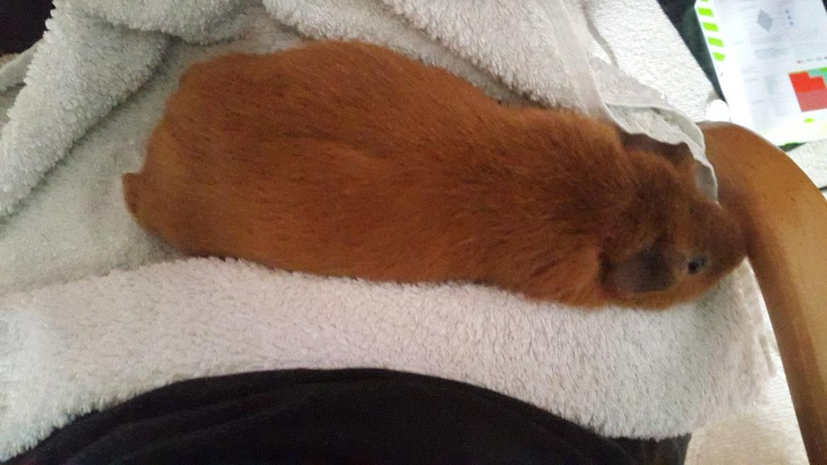 Marsvin Ron(ald) Weasley billede 3