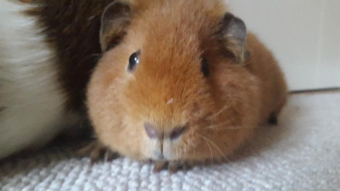 Marsvin Ron(ald) Weasley billede 5