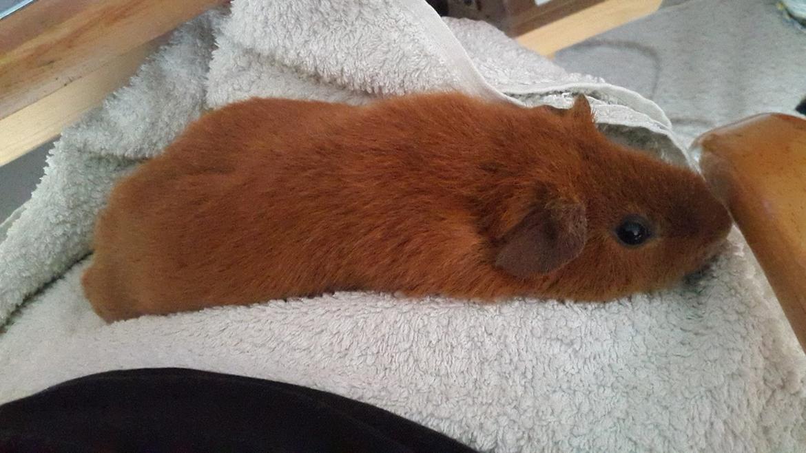 Marsvin Ron(ald) Weasley billede 2