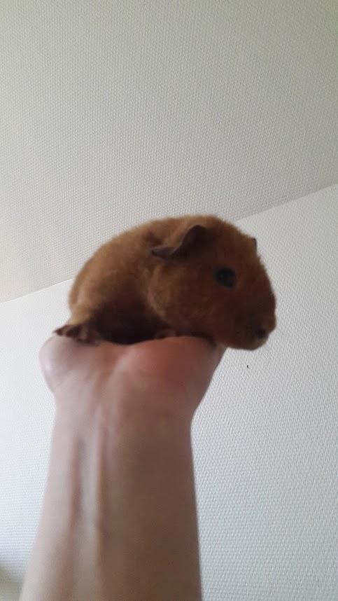 Marsvin Ron(ald) Weasley billede 1