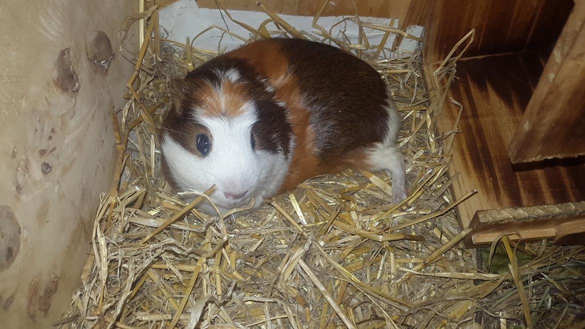 Marsvin Harry Potter billede 10