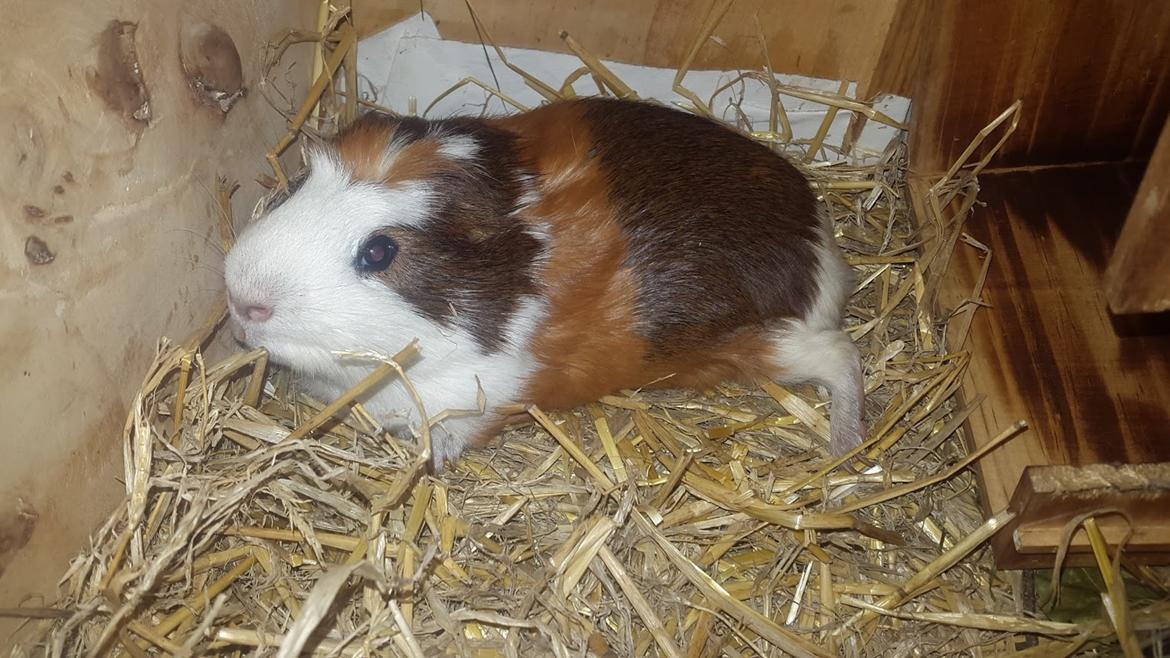 Marsvin Harry Potter billede 11