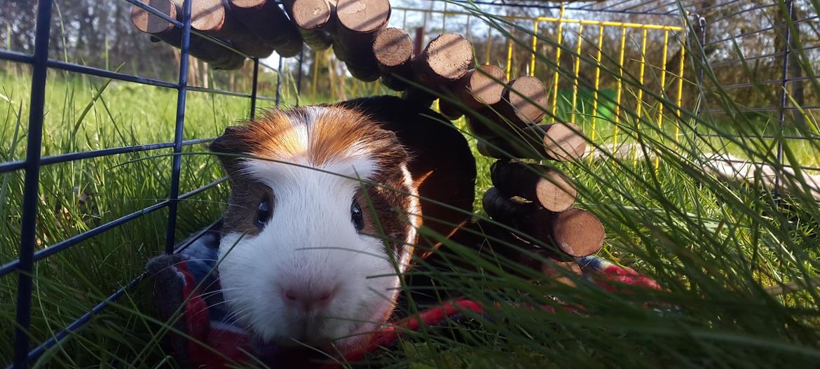 Marsvin Harry Potter billede 9