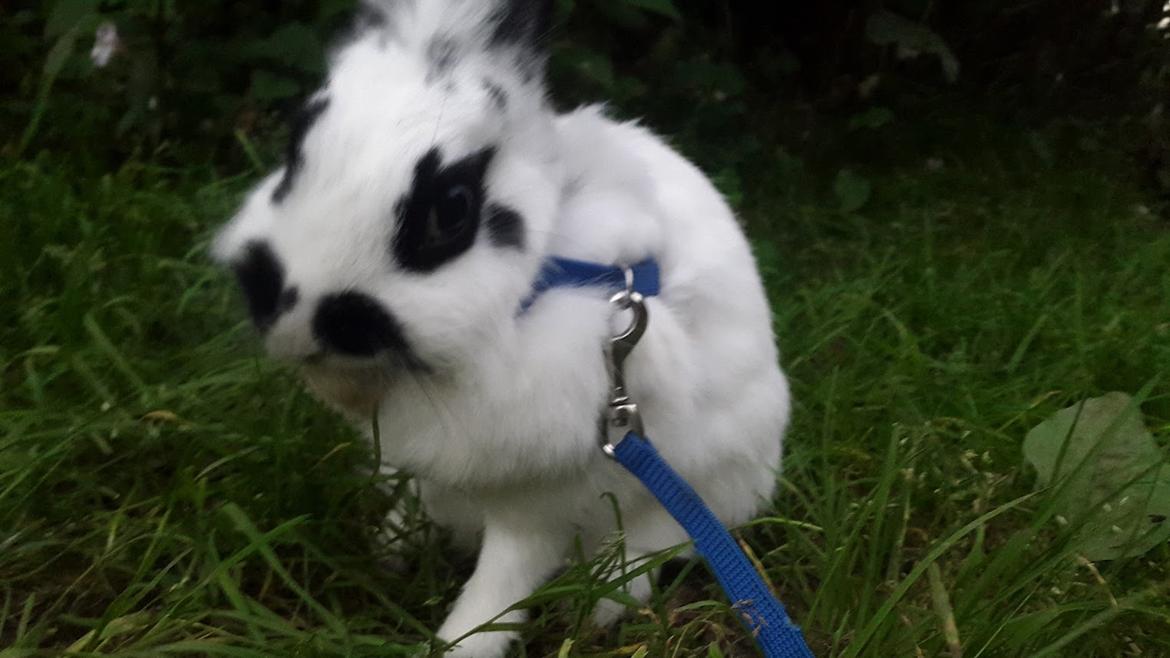 Kanin Annastacia aka. Stacy billede 3