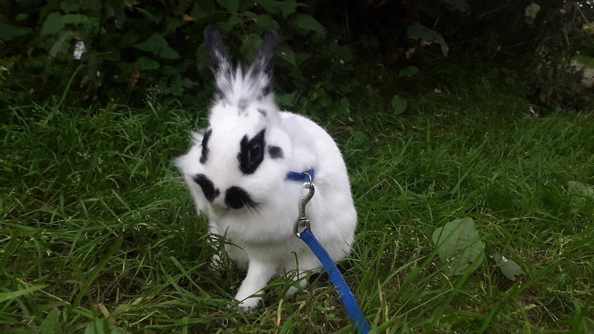 Kanin Annastacia aka. Stacy billede 1