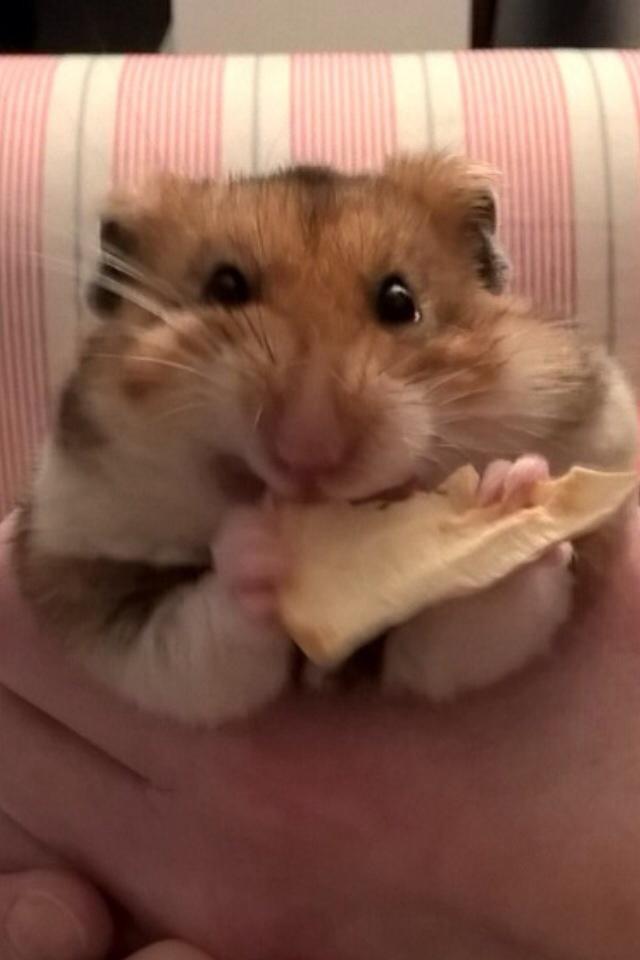 Hamster Mars Twillight *Himmel hamster* billede 7