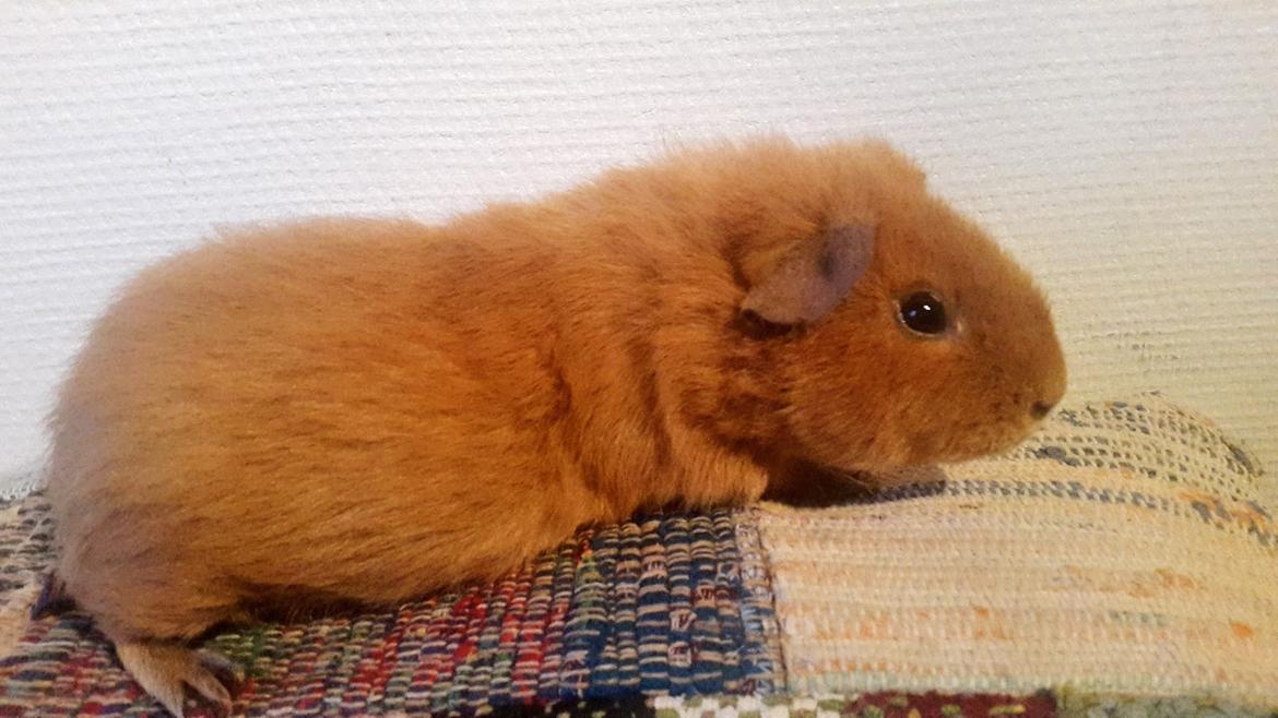 Marsvin Ron(ald) Weasley billede 6