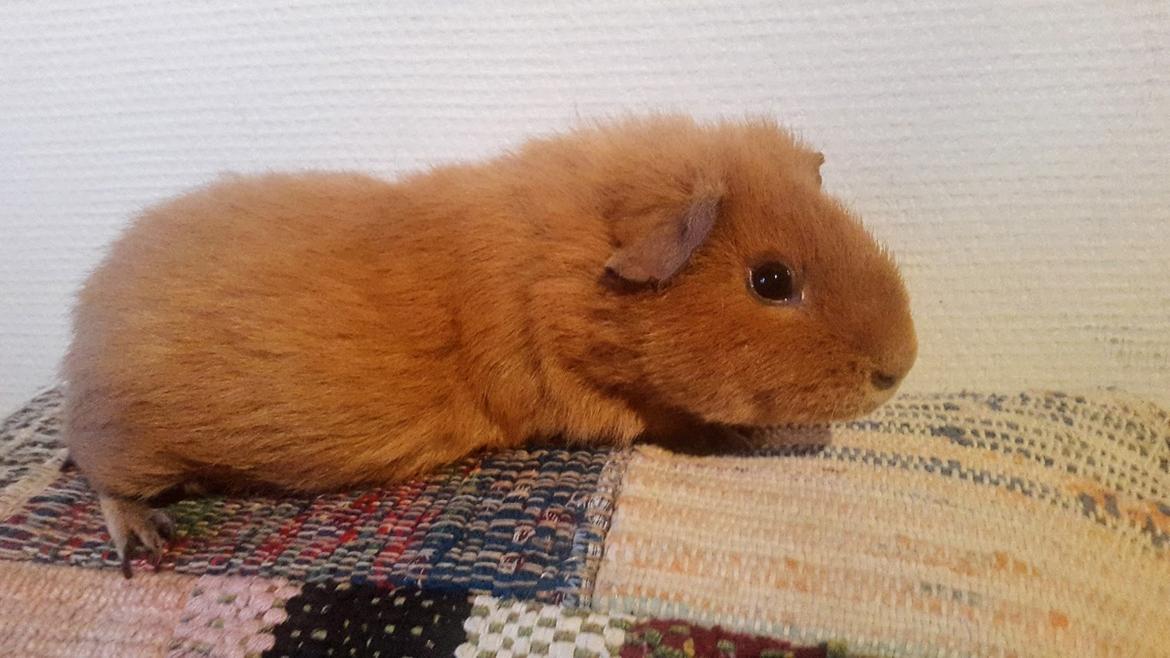 Marsvin Ron(ald) Weasley billede 7