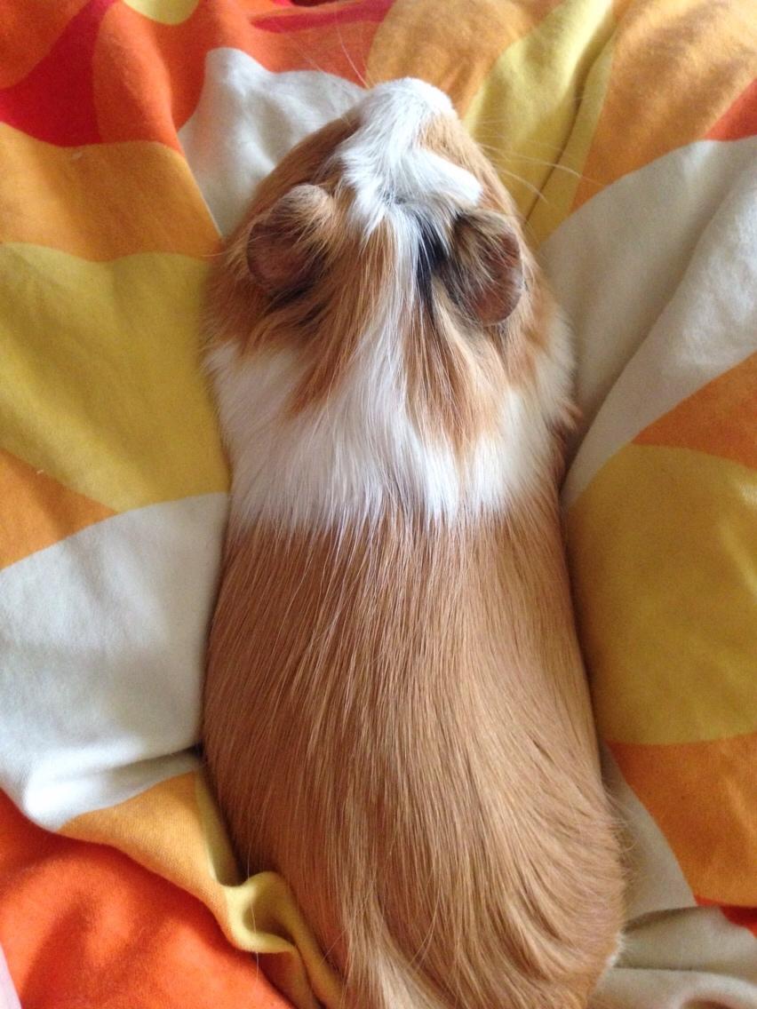 Marsvin Esther billede 1