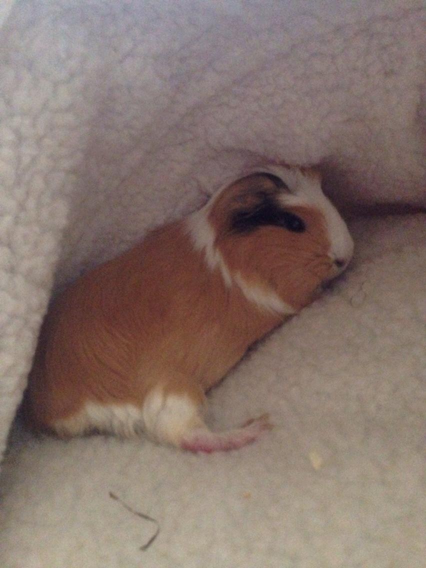 Marsvin Esther billede 3