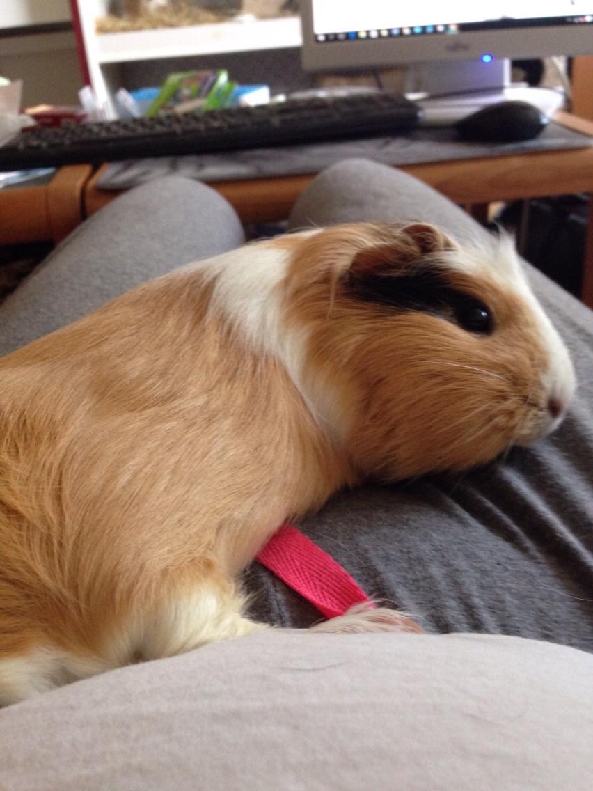 Marsvin Esther billede 4