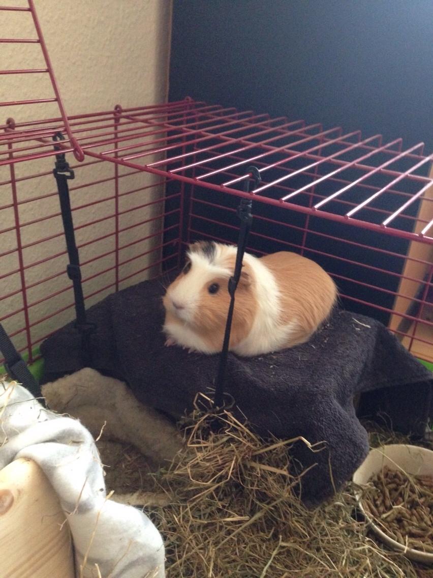 Marsvin Esther billede 5