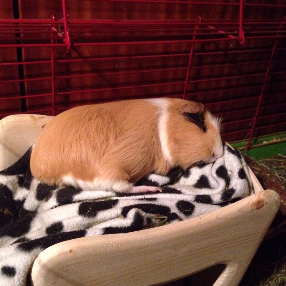 Marsvin Esther billede 6