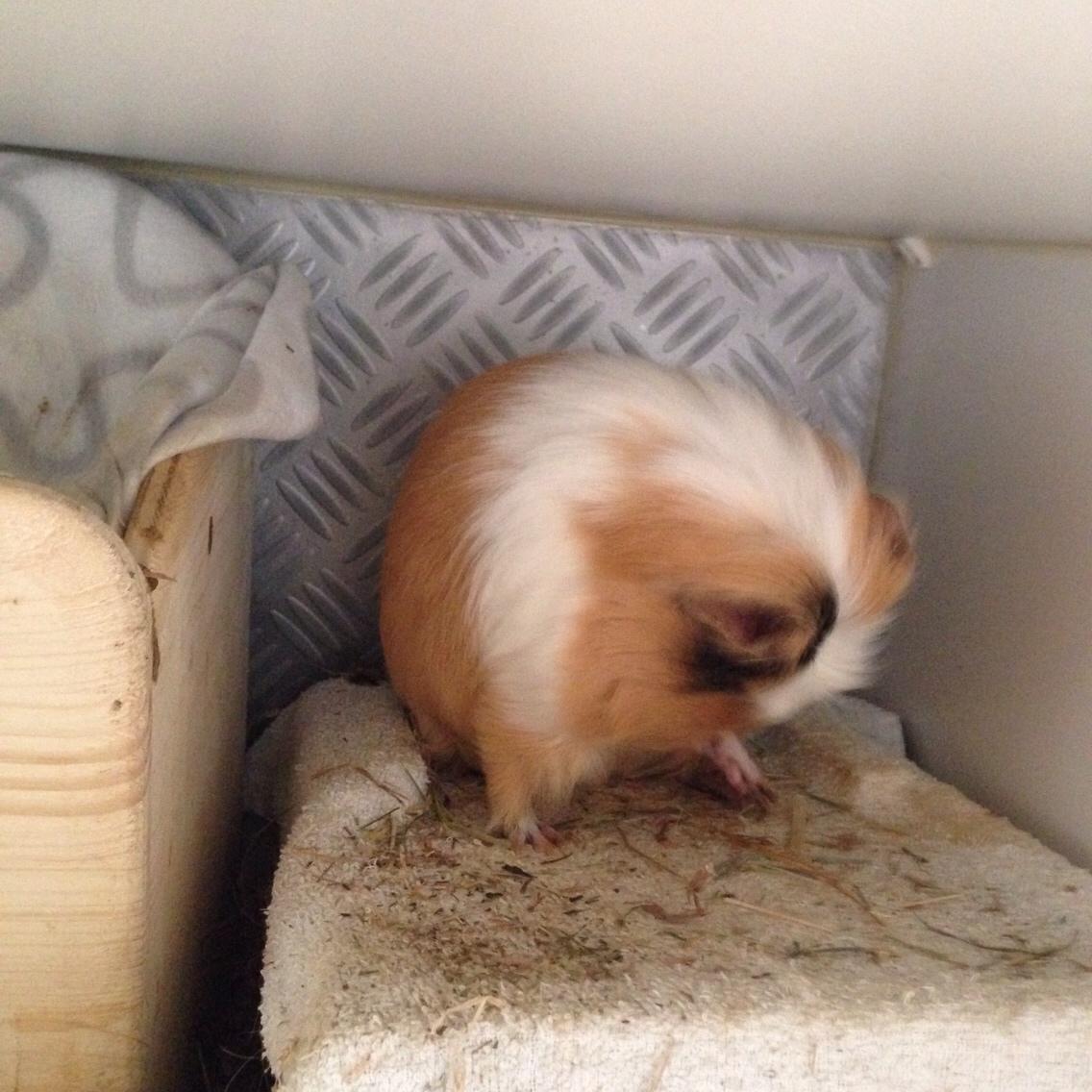 Marsvin Esther billede 7