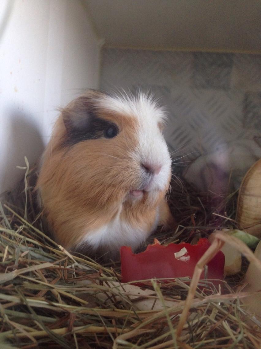 Marsvin Esther billede 8