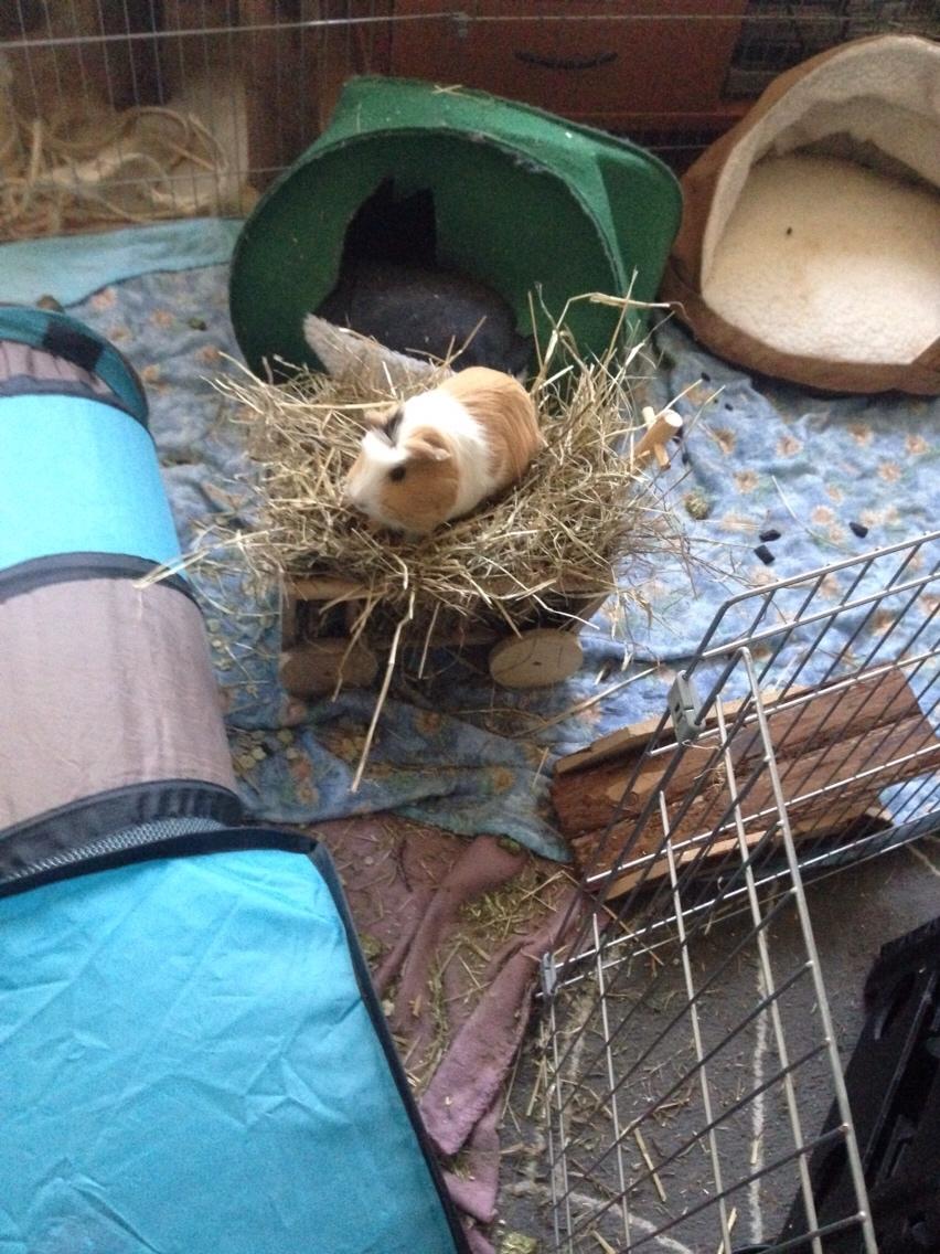 Marsvin Esther billede 9