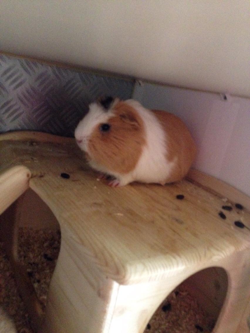 Marsvin Esther billede 10