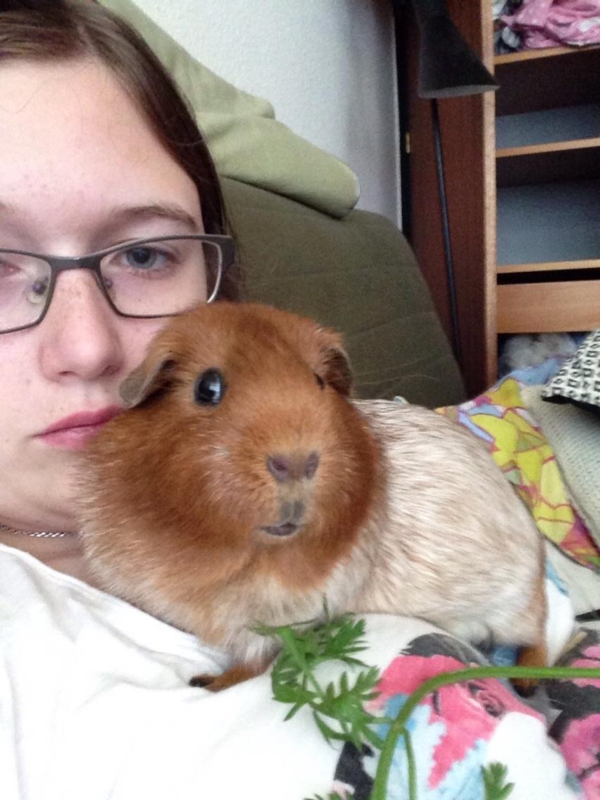 Marsvin Marley men har et andet navn på stamtavle :) billede 2