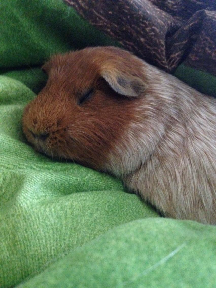 Marsvin Marley men har et andet navn på stamtavle :) billede 1