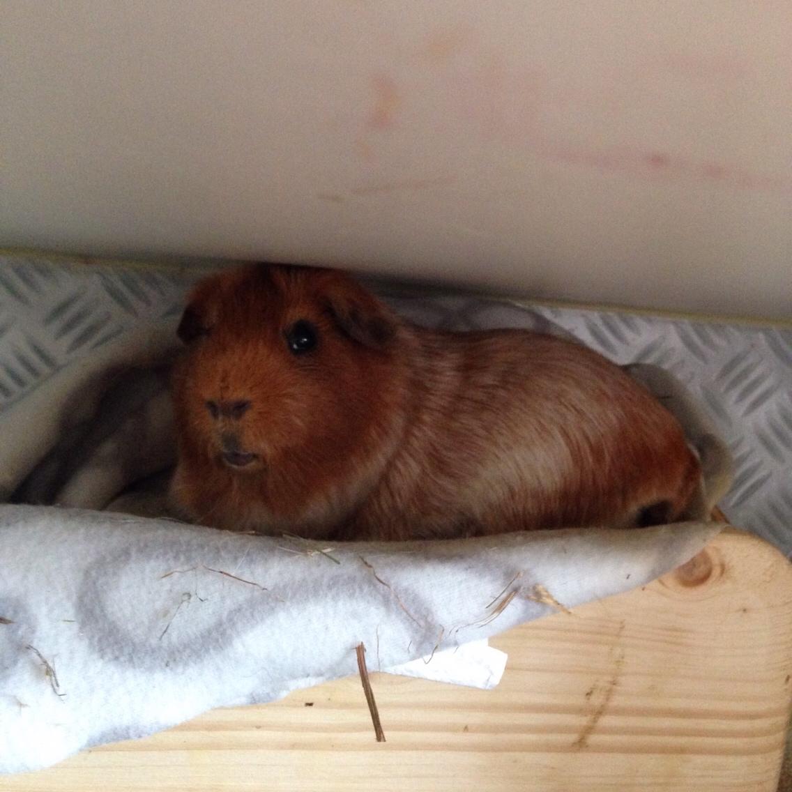 Marsvin Marley men har et andet navn på stamtavle :) billede 4